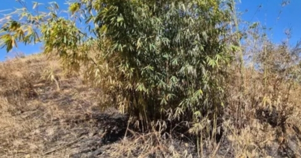 Đối tượng đốt rừng phòng hộ Gia Nghĩa bị phạt gần 30 triệu đồng