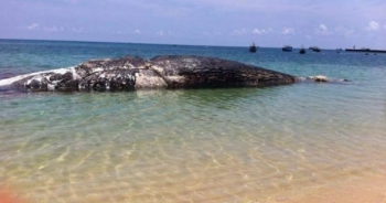 Bình Thuận: Ngư dân tổ chức đám tang long trọng cho cá Ông