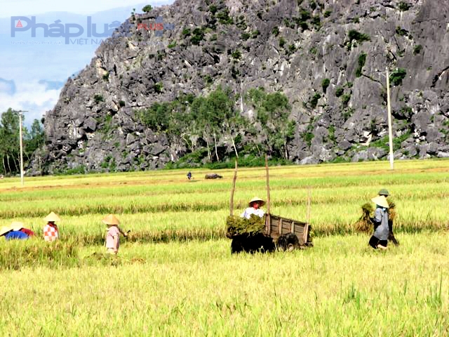 Những c&aacute;nh đồng l&uacute;a năng suất cao tại x&atilde; Qu&yacute; Lộc, huyện Y&ecirc;n Định. (Ảnh: A.Thắng)