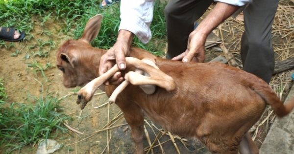 Nghệ An: Hàng trăm người kéo nhau đi xem con bê... 7 chân