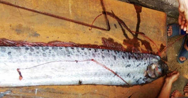 Cả làng rủ nhau đi xem "quái vật" biển