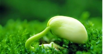 Mầm đậu nành tốt cho phụ nữ như thế nào?