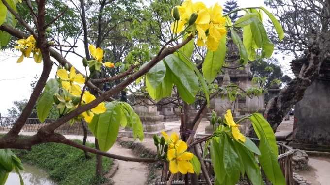 Quảng Ninh: Rực rỡ sắc Mai v&agrave;ng Y&ecirc;n Tử