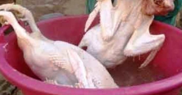 Nhựa thông nhổ lông gà, vịt “siêu nhanh” có độc hại?