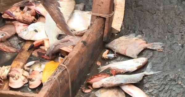 Cá chết hàng loạt ở Quảng Trị: Giám đốc Cơ quan Thú y Vùng 3 lên tiếng