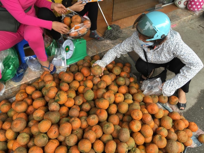 Cam H&agrave; Giang, Tuy&ecirc;n Quang đ&atilde; hết m&ugrave;a nhưng vẫn được b&agrave;y b&aacute;n tr&agrave;n lan tại c&aacute;c chợ ở H&agrave; Nội.