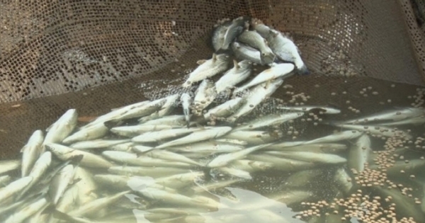 Phó Thủ tướng yêu cầu Bộ TNMT kiểm tra thông tin cá chết