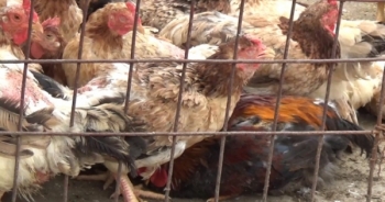 Phía sau "Kinh đô" gia cầm Hà Vĩ