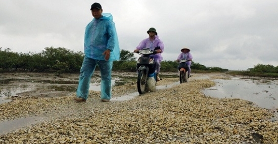 Quảng Ninh: Ngao chết, người... ngoi ngóp