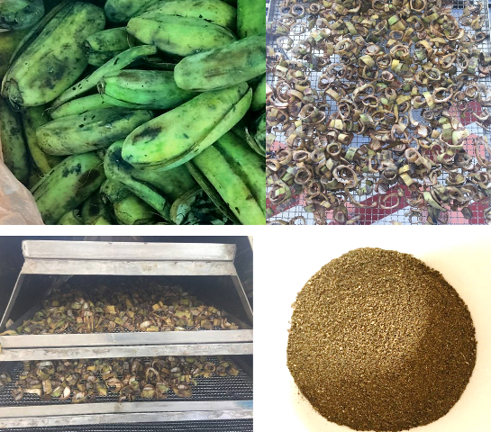 2 em cho biết để nghi&ecirc;n cứu được ra sản phẩm hữu &iacute;ch từ vỏ chuối xanh phải tra qua rất nhiều c&ocirc;ng đoạn.