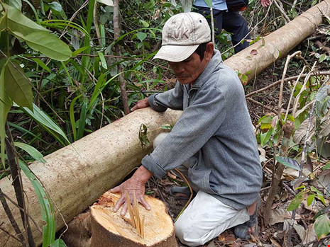 L&agrave;m r&otilde; phản &aacute;nh ph&aacute; rừng để nu&ocirc;i b&ograve; tại Ph&uacute; Y&ecirc;n (ảnh Tấn Lộc - Ph&aacute;p Luật TP HCM).
