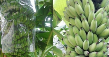 Cần Thơ Hai học sinh lớp 11 tạo ra chế phẩm bảo quản rau củ quả từ vỏ chuối xanh