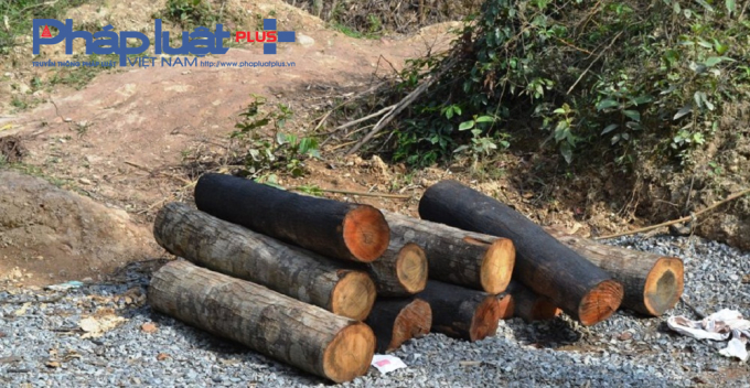 Từ quốc lộ 1A đi v&agrave;o x&atilde; H&ograve;a Bắc (huyện H&ograve;a Vang, TP Đ&agrave; Nẵng), ph&oacute;ng vi&ecirc;n Ph&aacute;p Luật Plus đi đến hầm Mũi Tr&acirc;u, nơi c&aacute;ch kh&ocirc;ng xa c&ocirc;ng tr&igrave;nh thi c&ocirc;ng đường La Sơn - T&uacute;y Loan.&nbsp;Con đường lầy lội sau cơn mưa, khiến ch&uacute;ng t&ocirc;i phải bỏ xe ở một hộ d&acirc;n rồi đi ngược l&ecirc;n đỉnh Mũi Tr&acirc;u. Tr&ecirc;n đường đi d&agrave;i cả chục c&acirc;y số l&agrave; những con đường đất ngoằn ngh&ograve;e, chằng chịt do người d&acirc;n đi lại v&agrave; những kh&uacute;c gỗ được cưa th&agrave;nh từng l&oacute;ng để đưa l&ecirc;n xe.&nbsp;