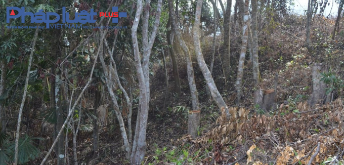 Cả khoảng rừng tự nhi&ecirc;n rộng 40 ha nằm trong 442 ha đất rừng thuộc loại đất rừng 1C được ch&iacute;nh quyền giao theo chủ trương giao cho 140 hộ d&acirc;n&nbsp;thuộc 2 th&ocirc;n T&agrave; Lang v&agrave; Gi&agrave;n B&iacute; của x&atilde; H&ograve;a Bắc, với quy hoạch 1 hộ nhận khoảng 3 ha đất rừng.