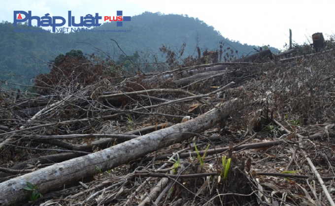 Việc quản l&yacute; đất rừng c&ograve;n lỏng lẻo, khi người d&acirc;n tranh thủ ph&aacute;t thực b&igrave; cũng chặt lu&ocirc;n nhiều c&acirc;y c&oacute; đường k&iacute;nh tr&ecirc;n 20 cm, d&ugrave; đ&atilde; được cơ quan chức năng nhắc nhở, khuyến c&aacute;o trước khi nhận đất rừng. Hệ quả, rừng đầu nguồn ph&ograve;ng hộ, chưa từng bị con người t&aacute;c động đ&atilde; bị triệt ph&aacute;.