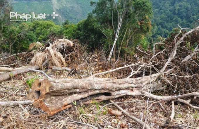 Theo Chủ tịch UBND x&atilde; H&ograve;a Bắc L&ecirc; Thị Thu H&ograve;a,&nbsp;đến s&aacute;ng 31/3, lực lượng li&ecirc;n ng&agrave;nh đ&atilde; c&oacute;&nbsp;cuộc kiểm tra v&agrave; b&agrave;n phương &aacute;n xử l&yacute; trong thời gian tiếp theo. Cơ quan chức năng ph&aacute;t hiện c&oacute; 15 trường hợp&nbsp;người d&acirc;n ở hai th&ocirc;n T&agrave; Lang v&agrave; Gi&agrave;n B&iacute; tiến h&agrave;nh ph&aacute;t dọn thực b&igrave; ở khu vực&nbsp;đ&egrave;o Mũi Tr&acirc;u.