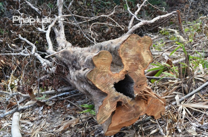 Trước mắt, lực lượng li&ecirc;n ng&agrave;nh đ&atilde; đ&igrave;nh chỉ việc ph&aacute;t dọn&nbsp;thực b&igrave; của người d&acirc;n. Đồng thời bố tr&iacute; lực lượng gần 10 người (gồm Kiểm l&acirc;m&nbsp;v&agrave; lực lượng quản l&yacute;, bảo vệ rừng x&atilde; H&ograve;a Bắc) t&uacute;c trực ở khu vực đ&egrave;o Mũi Tr&acirc;u&nbsp;để kiểm tra, gi&aacute;m s&aacute;t thường xuy&ecirc;n, ngăn chặn kh&ocirc;ng để xảy ra t&igrave;nh trạng người&nbsp;d&acirc;n tiếp tục ph&aacute;t dọn thực b&igrave;, chặt ph&aacute; c&acirc;y rừng tự nhi&ecirc;n.