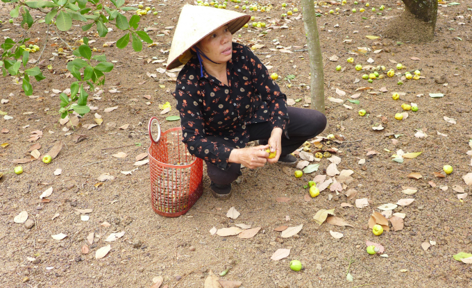 D&ugrave; đ&atilde; v&agrave;o ch&iacute;nh vụ hơn 1 th&aacute;ng nay nhưng sản lượng thu hoạch chỉ ở mức 10-20%.