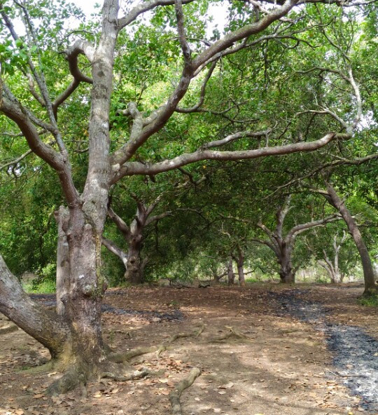 Thời tiết thay đổi v&agrave; dịch bệnh&nbsp;nhiễm nấm, th&aacute;n thư v&agrave; c&aacute;c loại s&acirc;u bọ tấn c&ocirc;ng khiến cho điều mất m&ugrave;a.