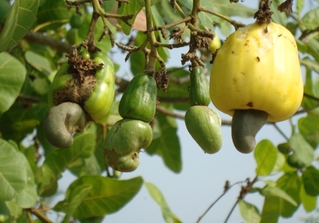 Bình Phước: Nông dân trồng điều gặp khó vì mất mùa