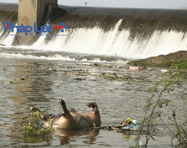 Hơn 20 bao tải x&aacute;c lợn chết tại đập tr&agrave;n thuộc x&atilde; Đồng T&igrave;nh (Ảnh Đ&agrave;o Tấn)