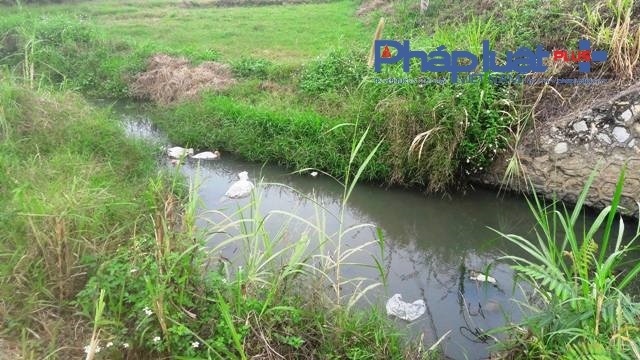 Bao tải lợn chết vứt cả xuống mương tưới ti&ecirc;u của người d&acirc;n (Ảnh Đ&agrave;o Tấn)