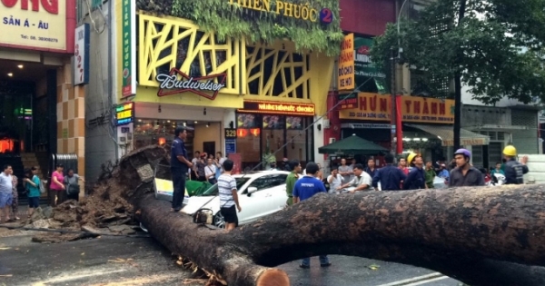 Bản tin Pháp luật Plus: Cây đè chết người, ai chịu trách nhiệm?