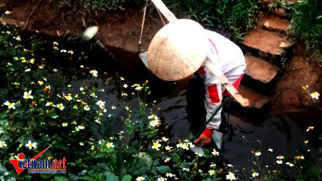 Hoảng hốt tưới rau sống bằng nước thải đen ng&ograve;m ở H&agrave; Nội