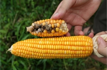 Những hiểu lầm về thực phẩm biến đổi gen