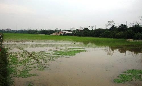 Bình Lục (Hà Nam): Làm rõ sai phạm của cán bộ thôn