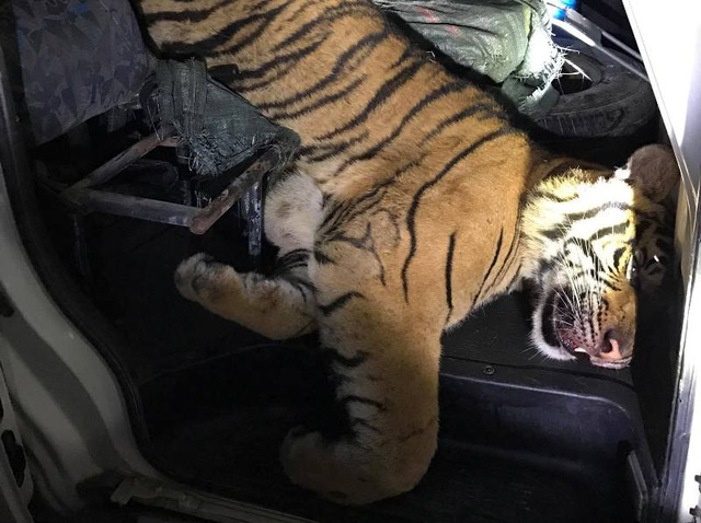 C&aacute; thể hổ được ph&aacute;t hiện tr&ecirc;n xe cứu thương