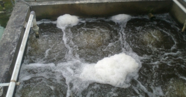 Xử lý Nitơ, phốt pho vấn đề cấp bách trong xử lý môi trường