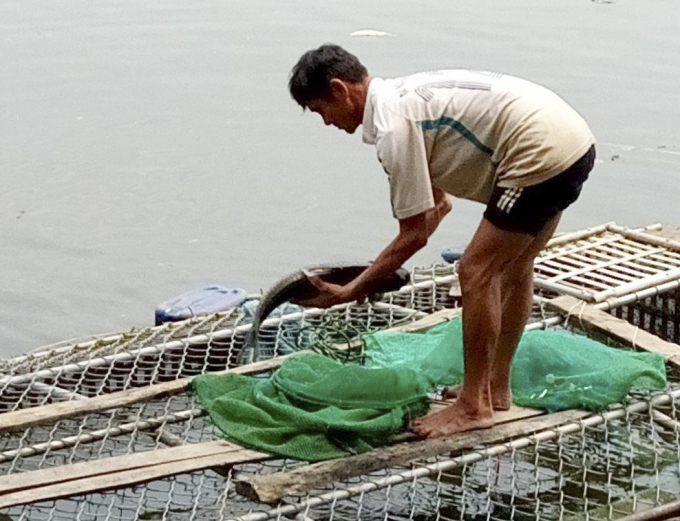 C&aacute; chết đa số chuẩn bị cho thu hoạch.