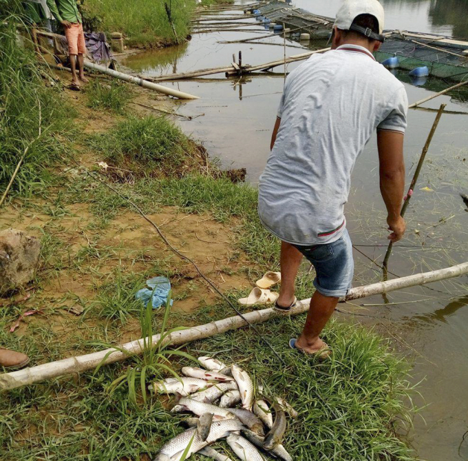 Người d&acirc;n phải vớt c&aacute; chết đi ch&ocirc;n lấp tr&aacute;nh ảnh hưởng tới những con c&ograve;n sống.