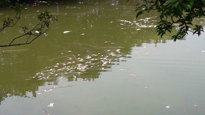 Hiện tượng c&aacute; chết cũng xuất hiện tại R&uacute; Ch&aacute;.