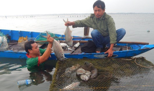 C&aacute; chết h&agrave;ng loạt ở đầm Lăng C&ocirc; đầu th&aacute;ng 12/2016.