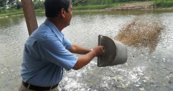 Không sử dụng kháng sinh trong thức ăn thủy sản