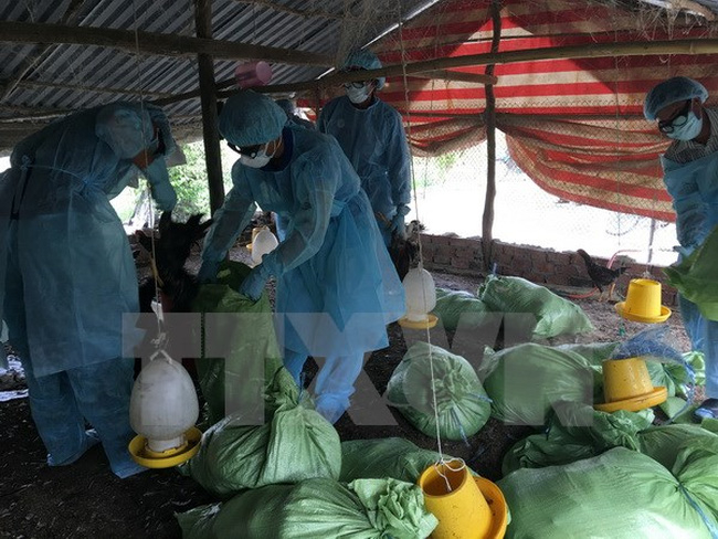 Ph&aacute;t hiện th&ecirc;m ổ dịch c&uacute;m gia cầm tại Đắk Lắk. Ảnh: minh họa/ Nguồn: TTXVN