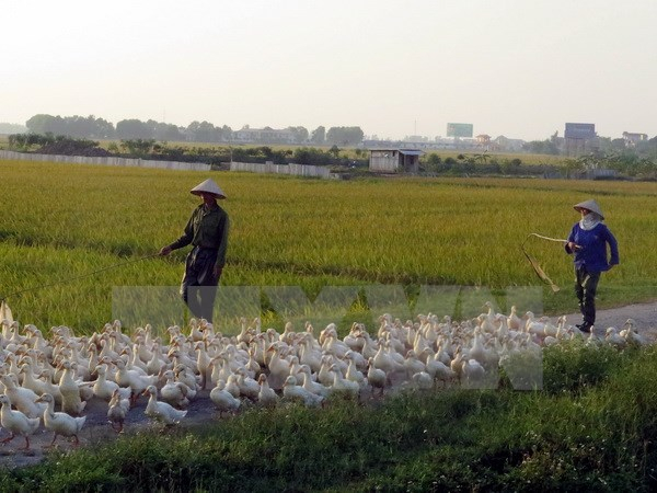 Vĩnh Long tiếp tục ghi nhận th&ecirc;m ổ dịch c&uacute;m gia cầm mới. Ảnh: minh họa/ Nguồn: TTXVN