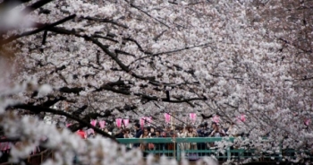 Sắc hoa anh đào nhuộm hồng Nhật Bản