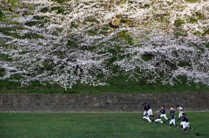 Cả Tokyo được nhuộm hồng sắc hoa anh đ&agrave;o.