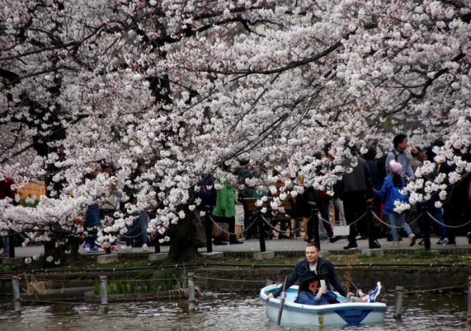 Du kh&aacute;ch đi thuyền dưới những t&aacute;n anh đ&agrave;o tại c&ocirc;ng vi&ecirc;n Ueno ở Tokyo.&nbsp;