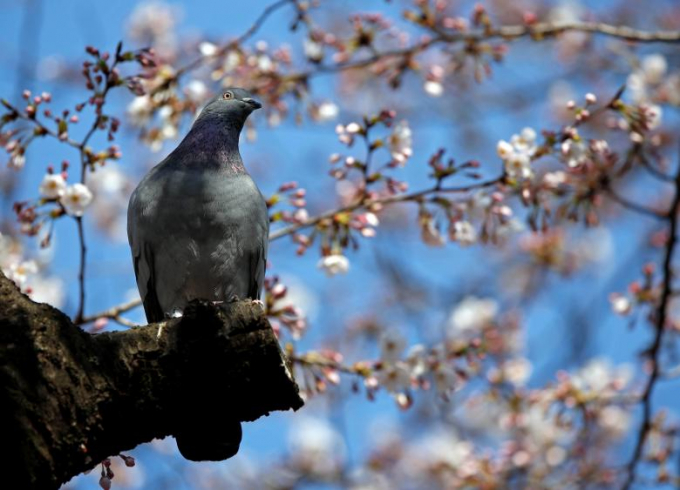 Một con chim ngồi giữa