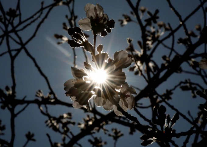 Hoa anh đ&agrave;o đua sắc dưới nắng mặt trời.