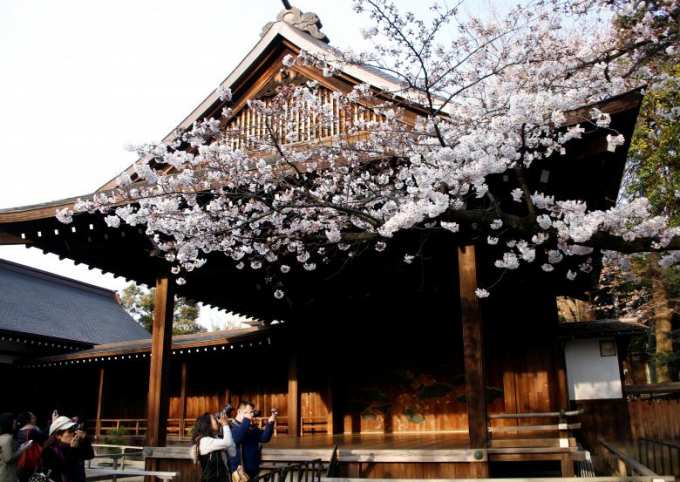 Hoa anh đ&agrave;o đang nở tại Yasukuni Shrine ở Tokyo.