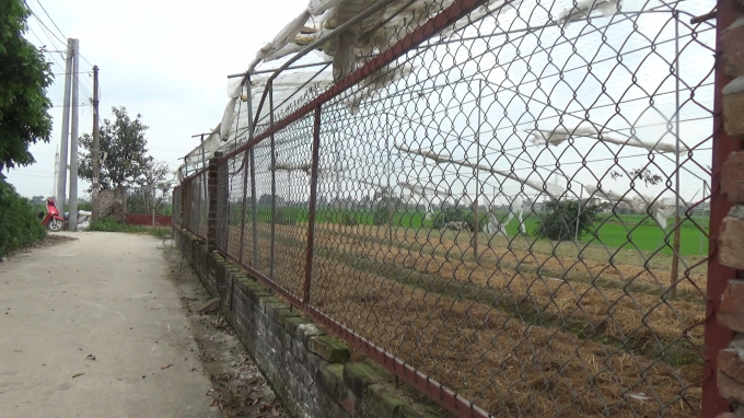 Sau khi được giao đất, &ocirc;ng Tuấn đ&atilde; đổ đất lấp ao, l&agrave;m h&agrave;ng r&agrave;o bao xung quanh bằng lưới th&eacute;p, cắm c&aacute;c cọc th&eacute;p dựng l&agrave;m m&aacute;i che v&agrave; canh t&aacute;c, trồng trọt hoa m&agrave;u.