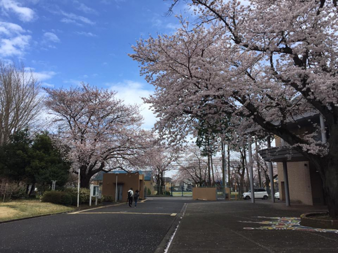 Hoa anh đ&agrave;o nở rồi t&agrave;n trong thời gian rất ngắn, chỉ khoảng một tuần. Đối với người Nhật, hoa anh đ&agrave;o tượng trưng cho bản chất ngắn ngủi của ch&iacute;nh cuộc sống cũng như vẻ đẹp thanh xu&acirc;n.&nbsp;