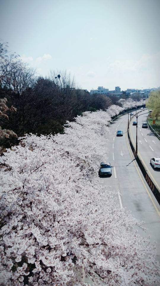 Ở H&agrave;n Quốc, mùa hoa anh đào là m&ocirc;̣t trong những thời khắc đẹp nh&acirc;́t trong năm ở thủ đ&ocirc; Seoul. Hoa anh đ&agrave;o c&oacute; nhiều tr&ecirc;n những khu đồi, hai b&ecirc;n bờ s&ocirc;ng, ven đường phố hoặc c&ocirc;ng vi&ecirc;n, vườn hoa. Hầu như anh đ&agrave;o ở đ&acirc;y đều tự mọc, dễ sống, kh&ocirc;ng cần chăm s&oacute;c cầu kỳ như nhiều lo&agrave;i hoa kh&aacute;c.