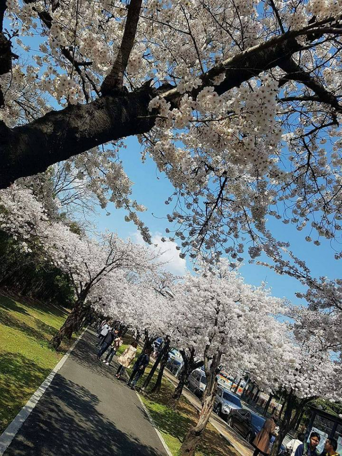 Hoa anh đ&agrave;o của H&agrave;n Quốc thường nở rộ v&agrave; đẹp nhất v&agrave;o khoảng thời gian từ th&aacute;ng 3 cho đến giữa th&aacute;ng tư. Tuy nhi&ecirc;n, do đặc t&iacute;nh kh&iacute; hậu của H&agrave;n Quốc l&agrave; ấm dần từ ph&iacute;a Nam&nbsp;n&ecirc;n thời gian hoa nở ở mỗi địa điểm sẽ c&oacute; sự kh&aacute;c nhau.