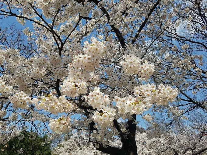 Hoa anh đ&agrave;o tại H&agrave;n Quốc đang trong thời gian nở rộ.